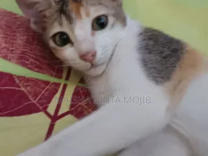 1+ Year Female Mixed Breed Bengal
