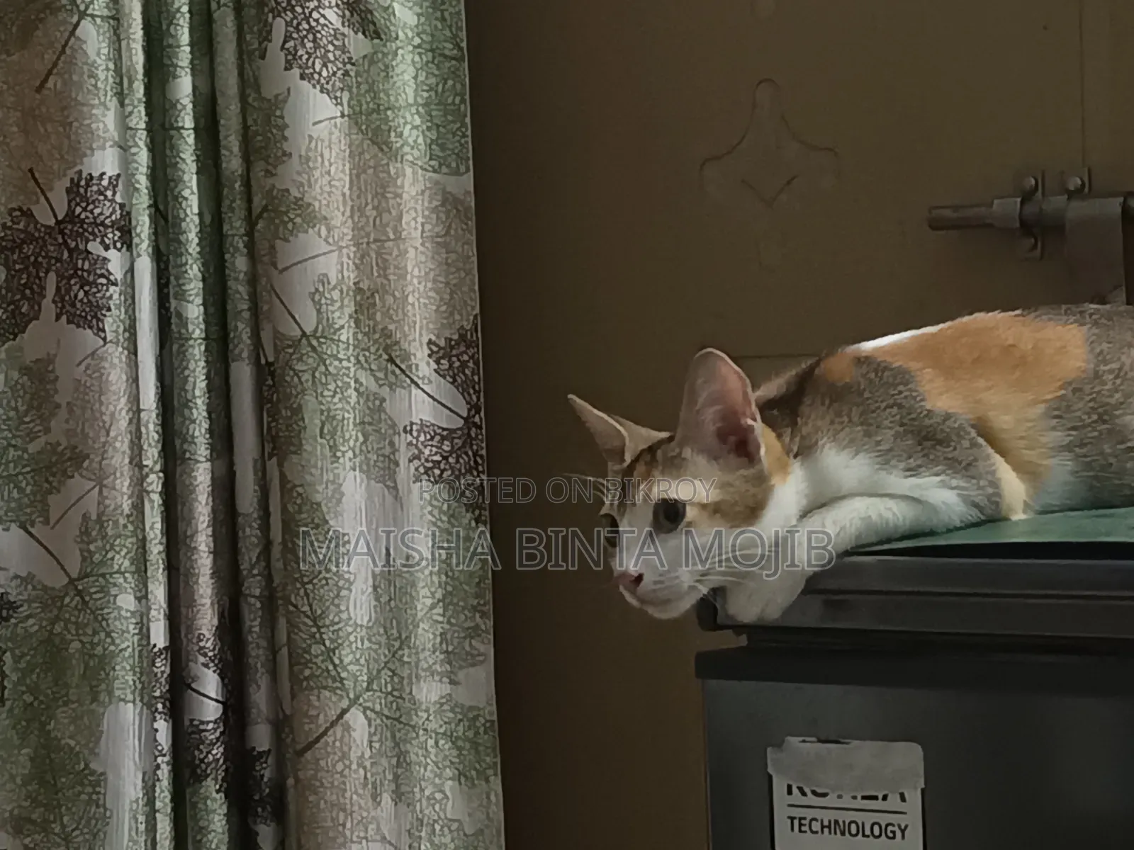 1+ Year Female Mixed Breed Bengal