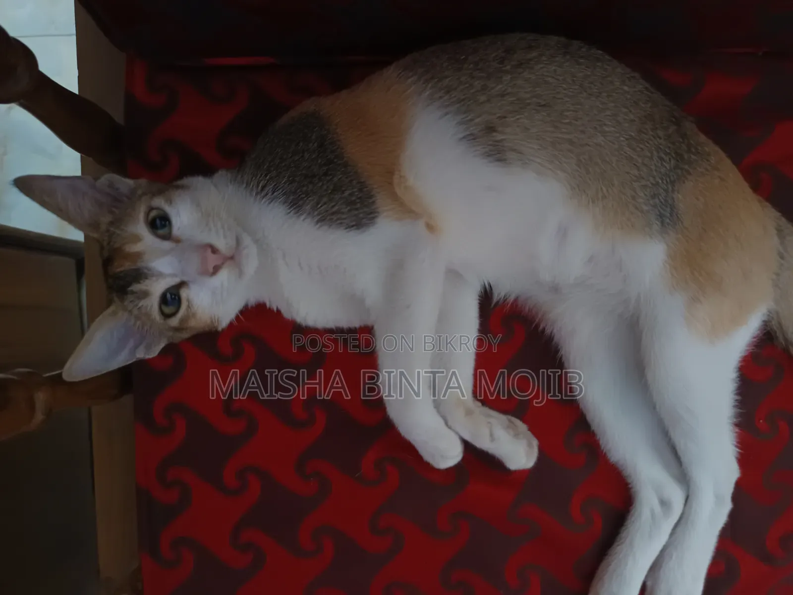 1+ Year Female Mixed Breed Bengal