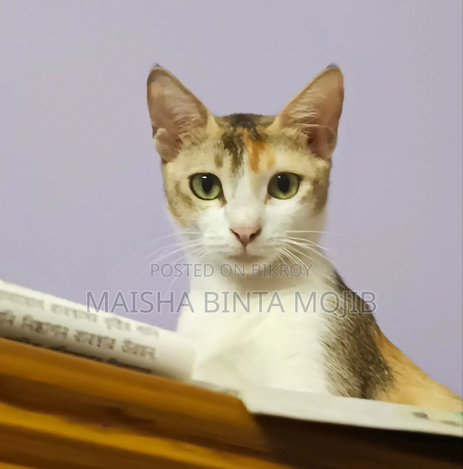 1+ Year Female Mixed Breed Bengal