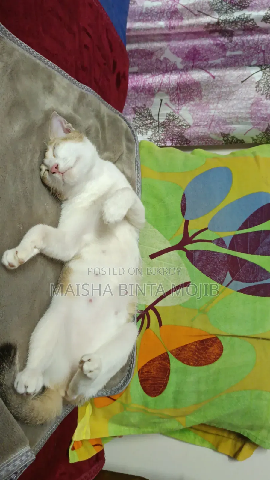 1+ Year Female Mixed Breed Bengal