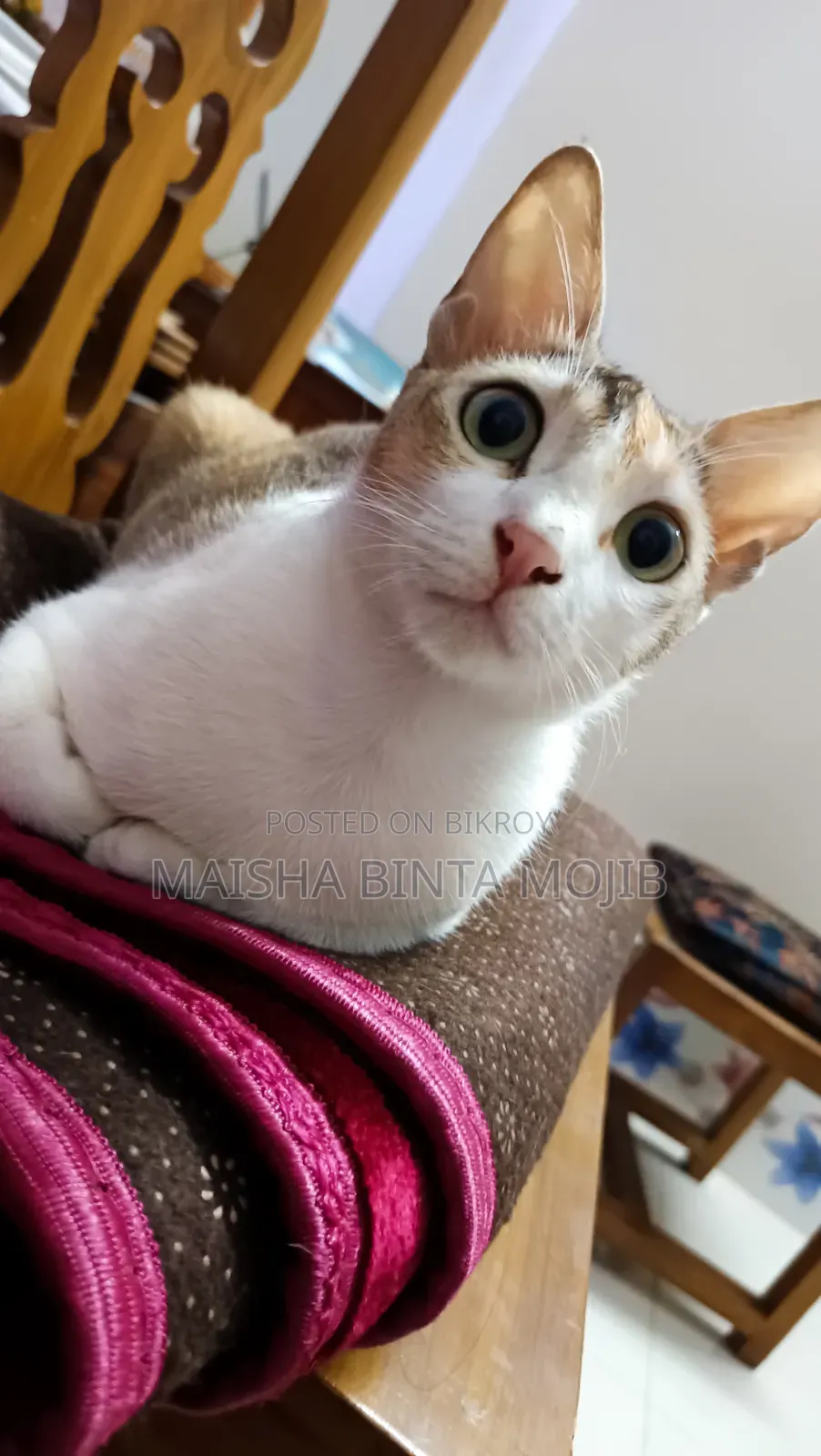 1+ Year Female Mixed Breed Bengal