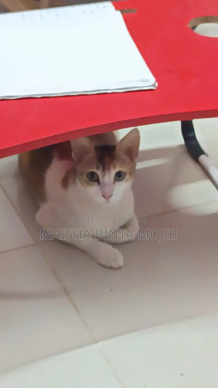 1+ Year Female Mixed Breed Bengal