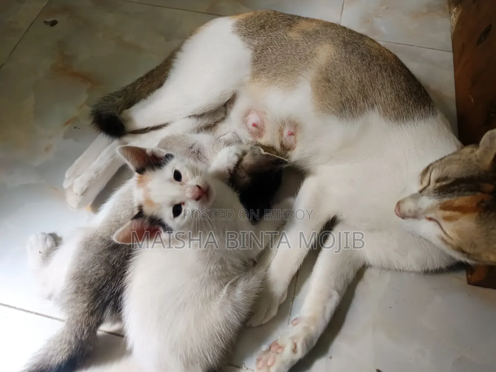 1-3 Months Female Mixed Breed Bengal