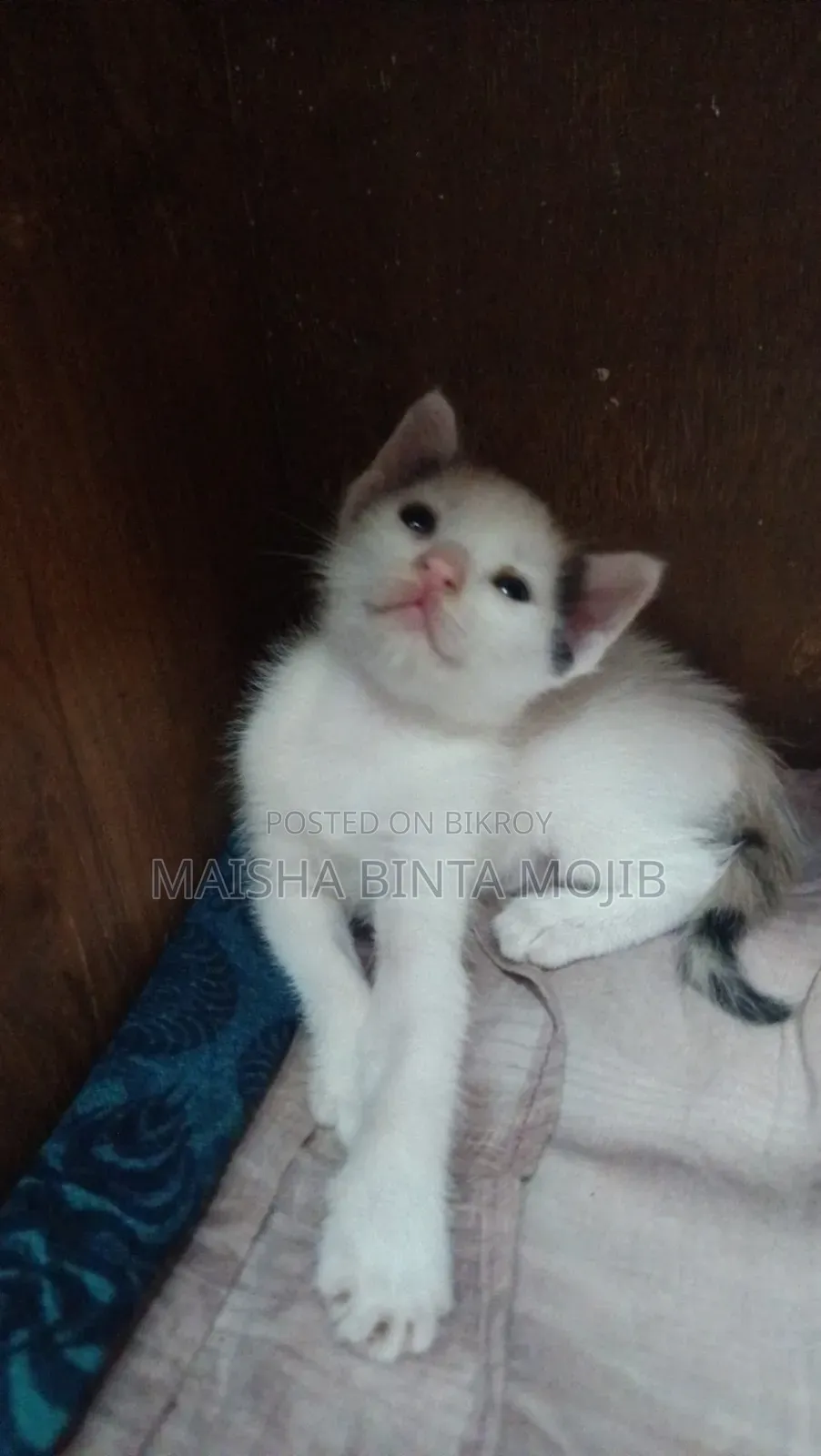 1-3 Months Female Mixed Breed Bengal