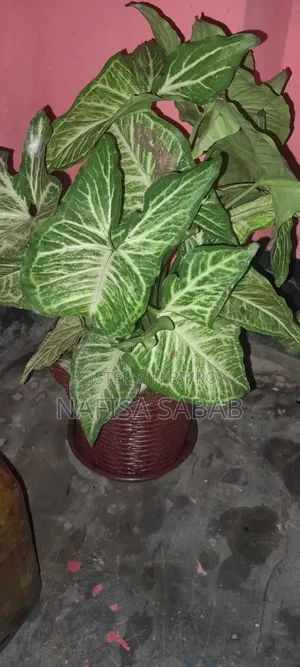 This Syngonium plant will be sold with the pot