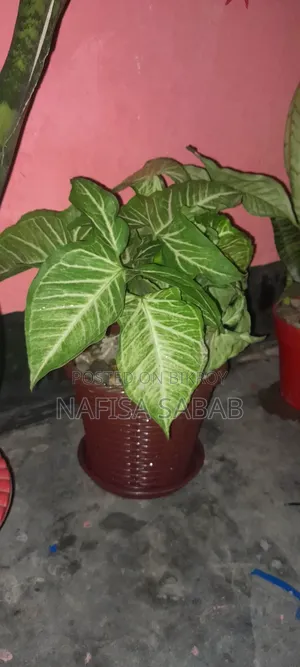 This Syngonium plant will be sold with the pot