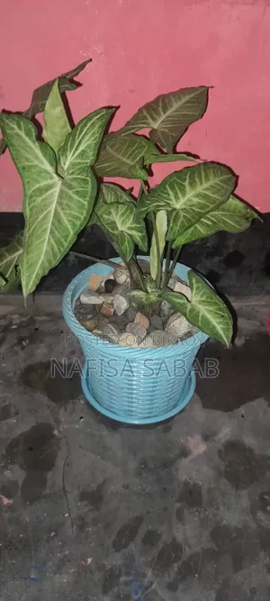 This Syngonium plant will be sold with the pot