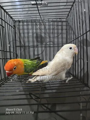 ডিএনএ সহ লাভ বার্ড