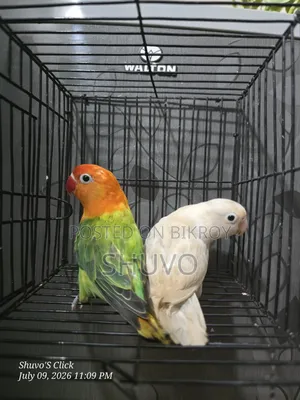 ডিএনএ সহ লাভ বার্ড