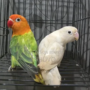 Love Bird With DNA