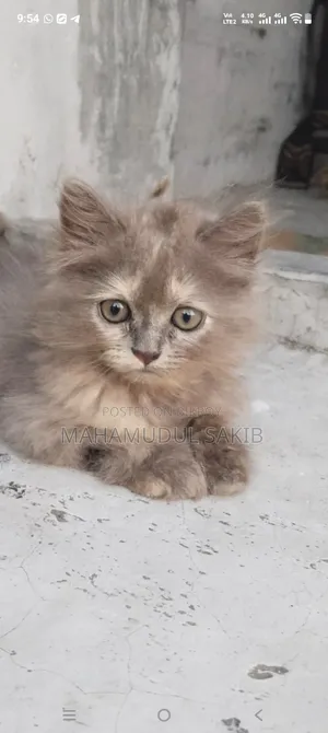 ১-৩ মাস বয়সী ফিমেল পিওর ব্রেড পার্সিয়ান