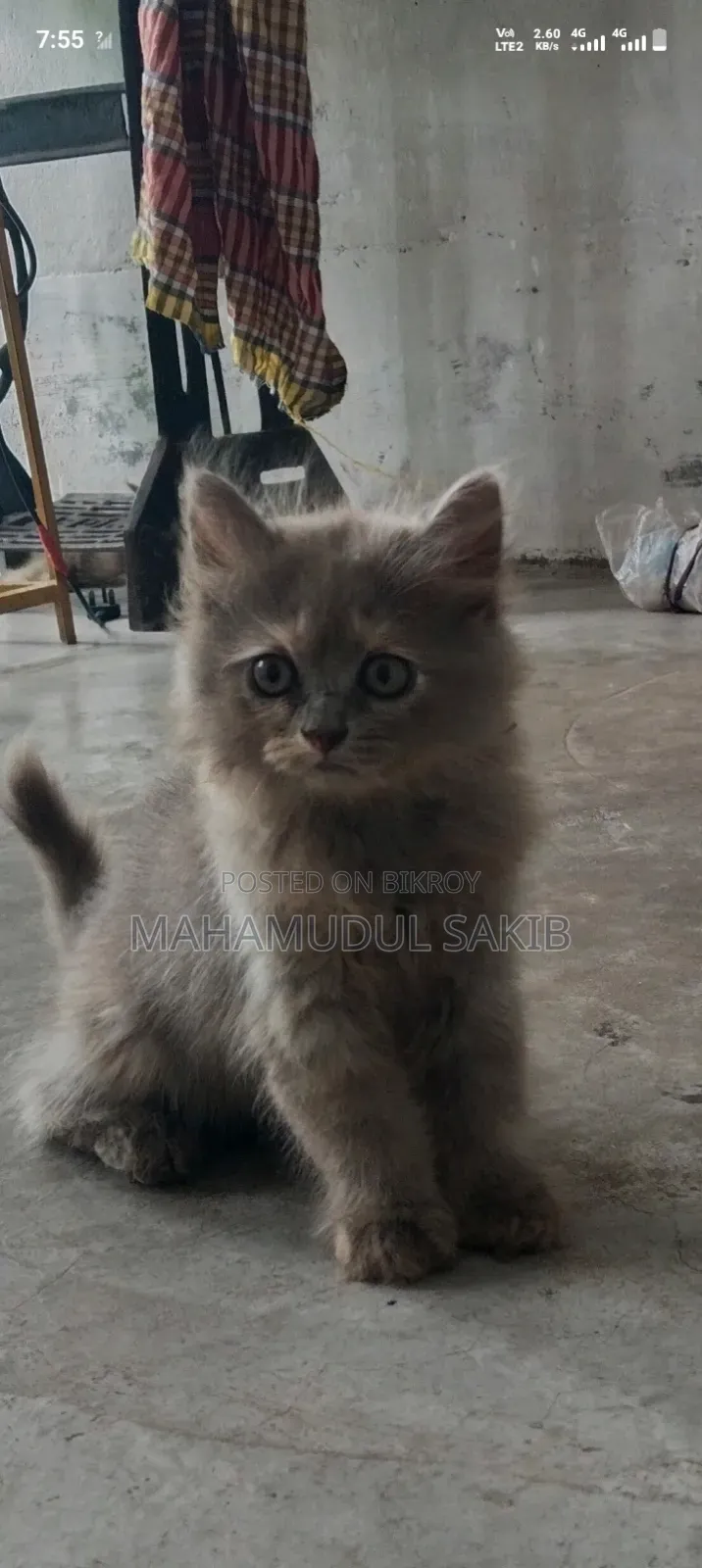 ১-৩ মাস বয়সী ফিমেল পিওর ব্রেড পার্সিয়ান