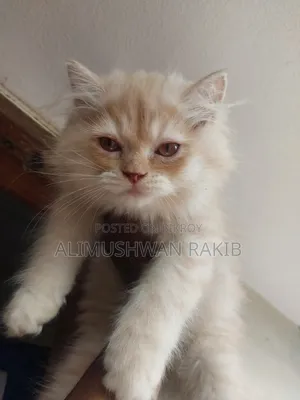 1-3 Months Male Purebred Persian