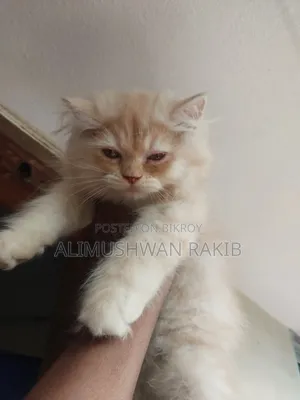 1-3 Months Male Purebred Persian