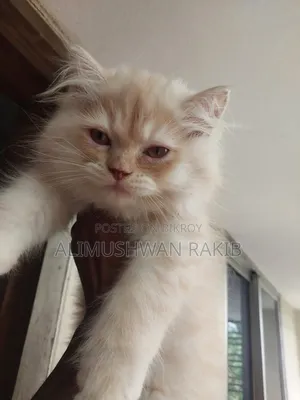 1-3 Months Male Purebred Persian
