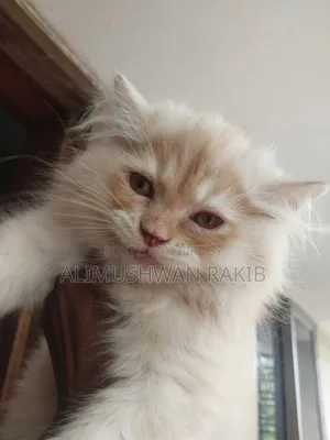 1-3 Months Male Purebred Persian