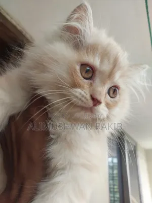 1-3 Months Male Purebred Persian