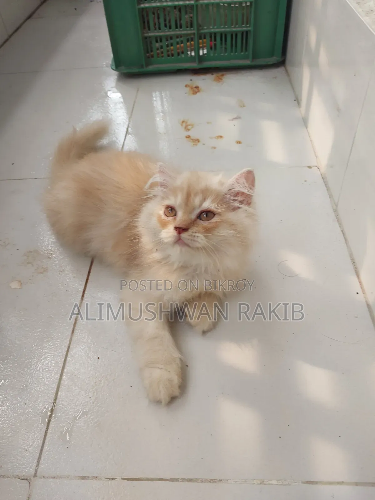 1-3 Months Male Purebred Persian