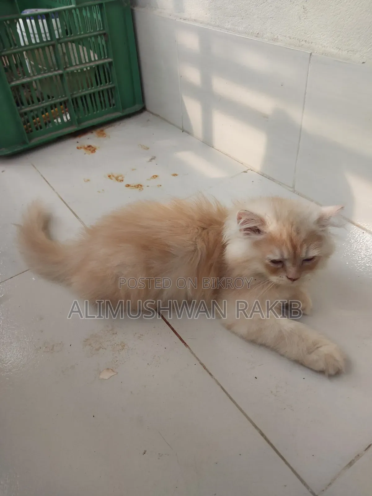 1-3 Months Male Purebred Persian