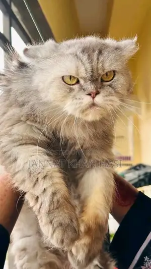 1+ Year Female Purebred Persian