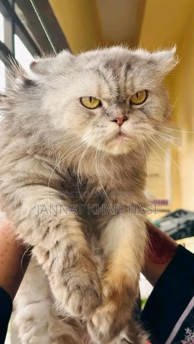 1+ Year Female Purebred Persian