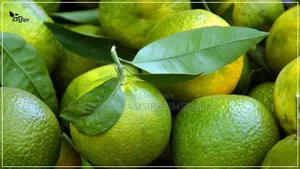 Sylheti Fresh Shatkora