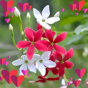 অ্যাপল আইফোন ৭ প্লাস ৩২ জিবি সাদা