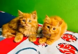 1-3 Months Male Purebred Persian