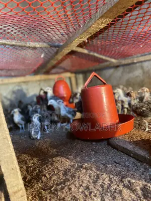Original Fawmi Chicken
