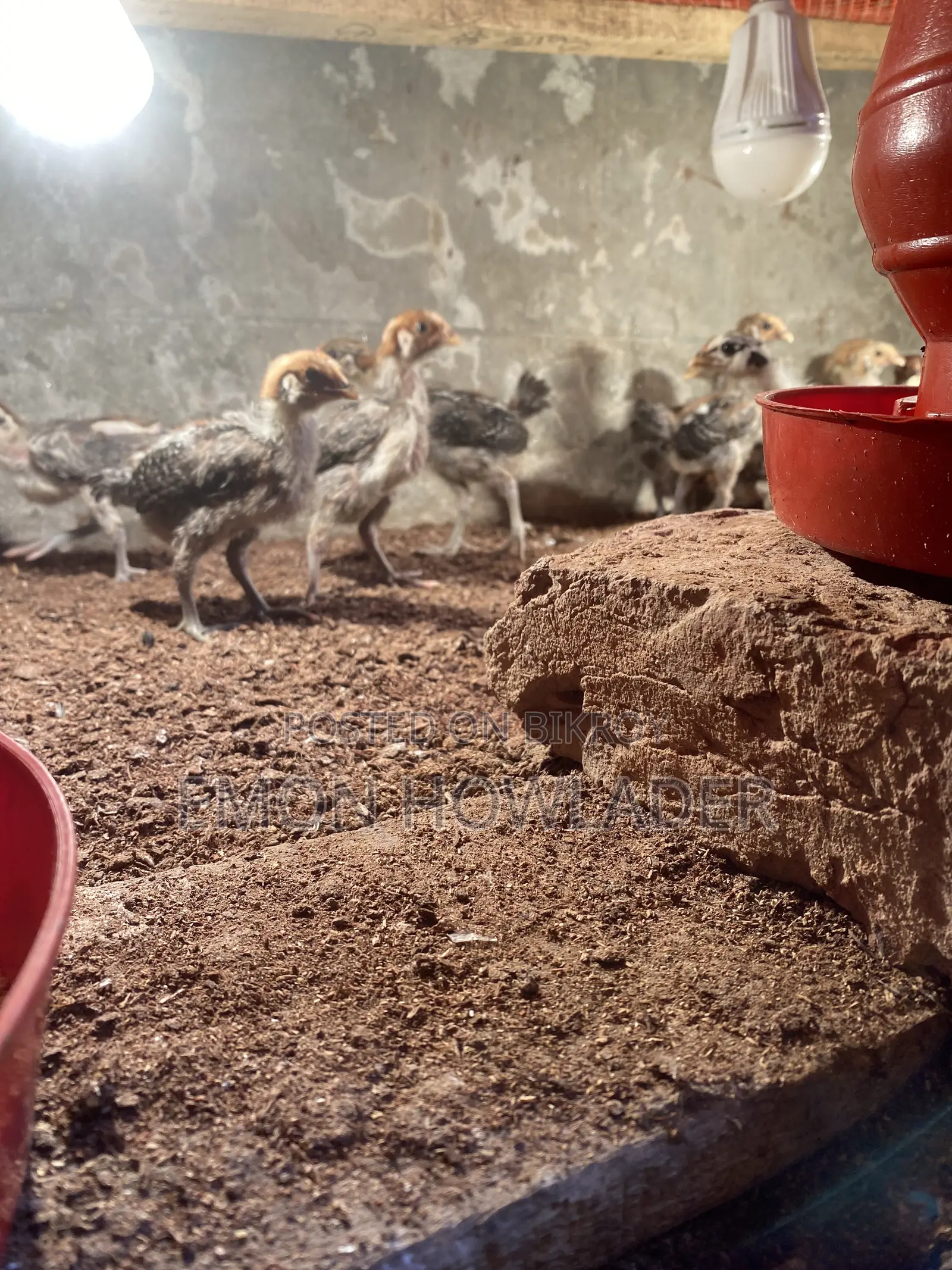 Original Fawmi Chicken