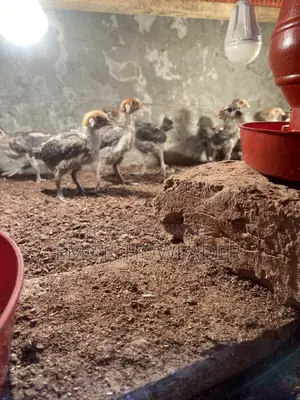 Original Fawmi Chicken