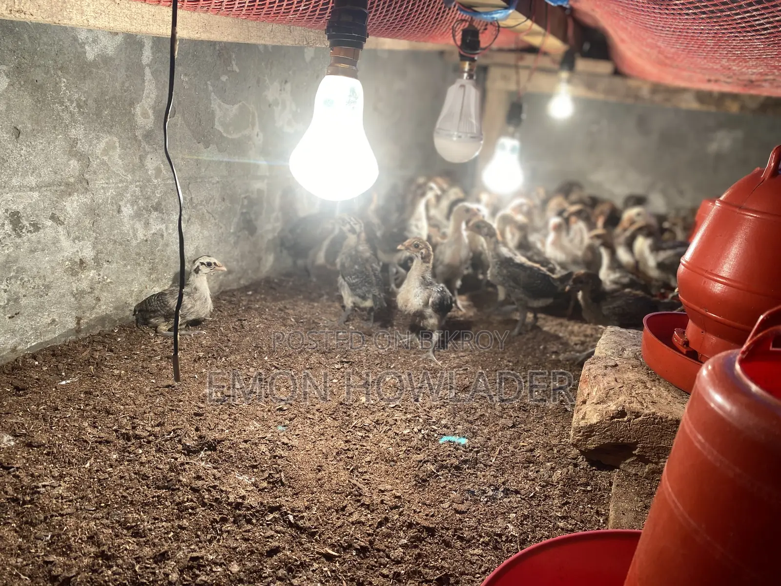 Original Fawmi Chicken