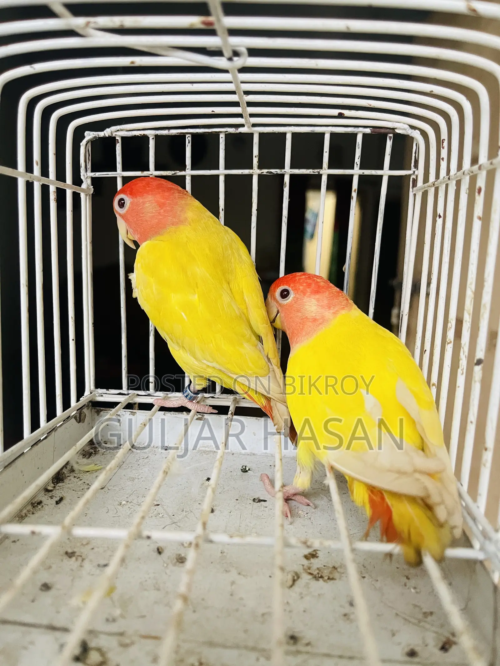 লাভ বার্ড জোড়া