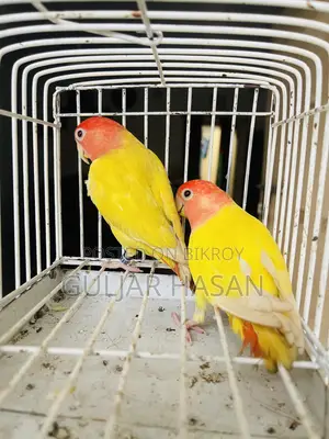 লাভ বার্ড জোড়া