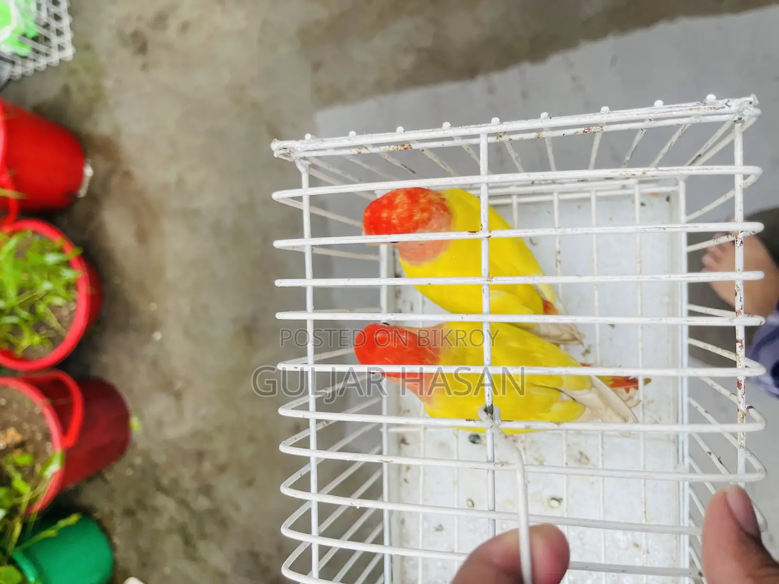 লাভ বার্ড জোড়া