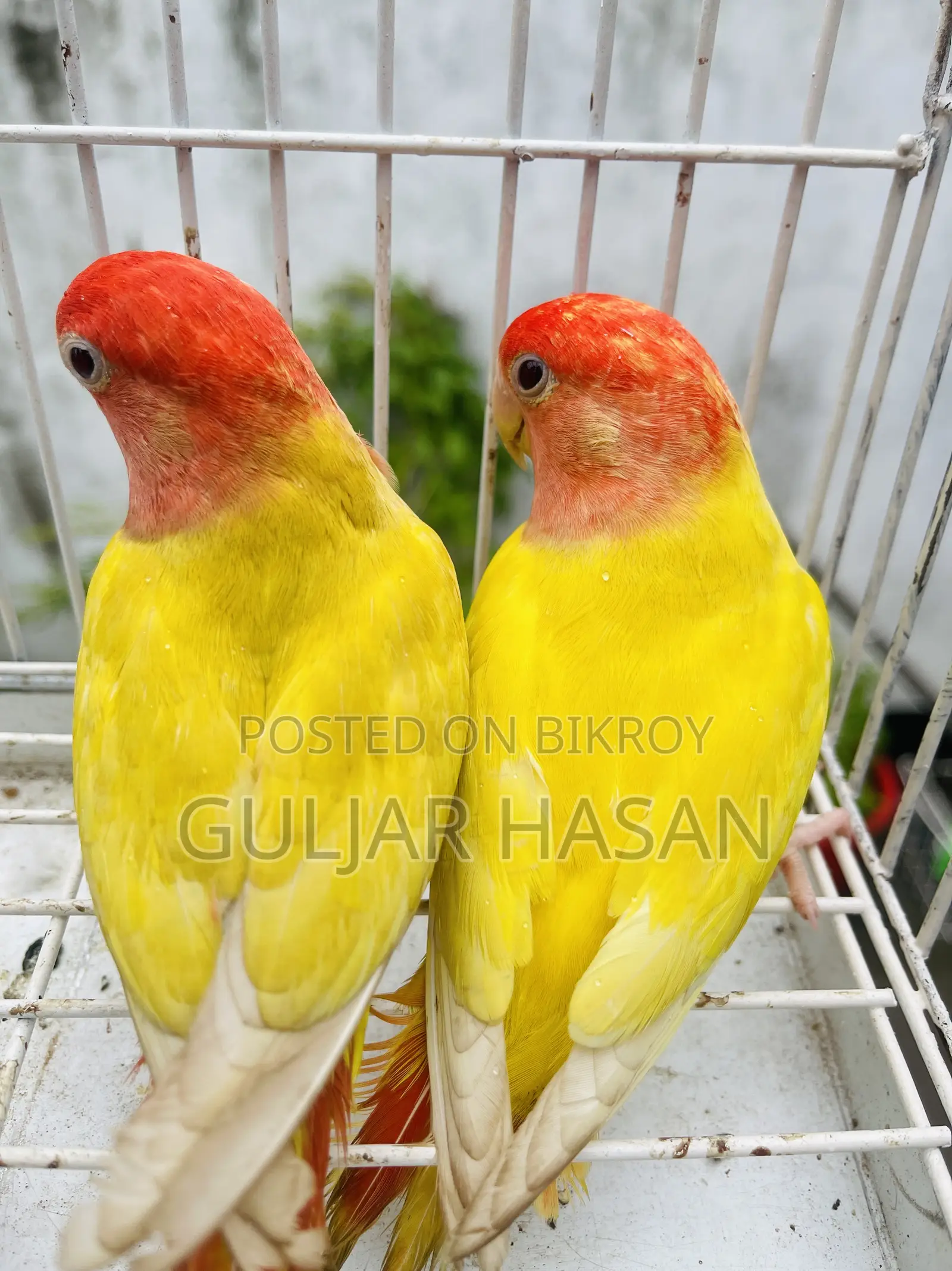 লাভ বার্ড জোড়া