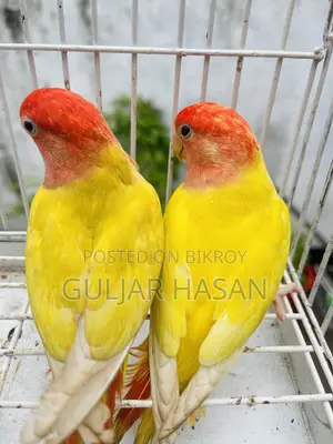 লাভ বার্ড জোড়া