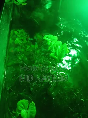 একুরিয়াম নিন মাছ সহ এবং পাওয়ার ফিল্টার ও অক্সিজেন সাথে আছে।