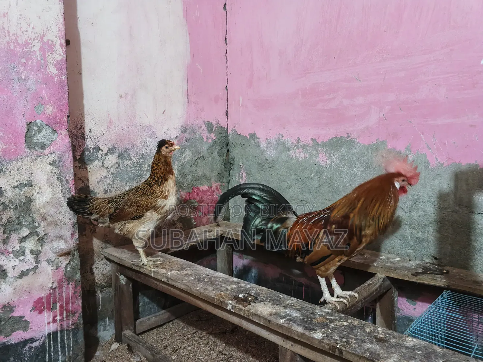 Male and Female