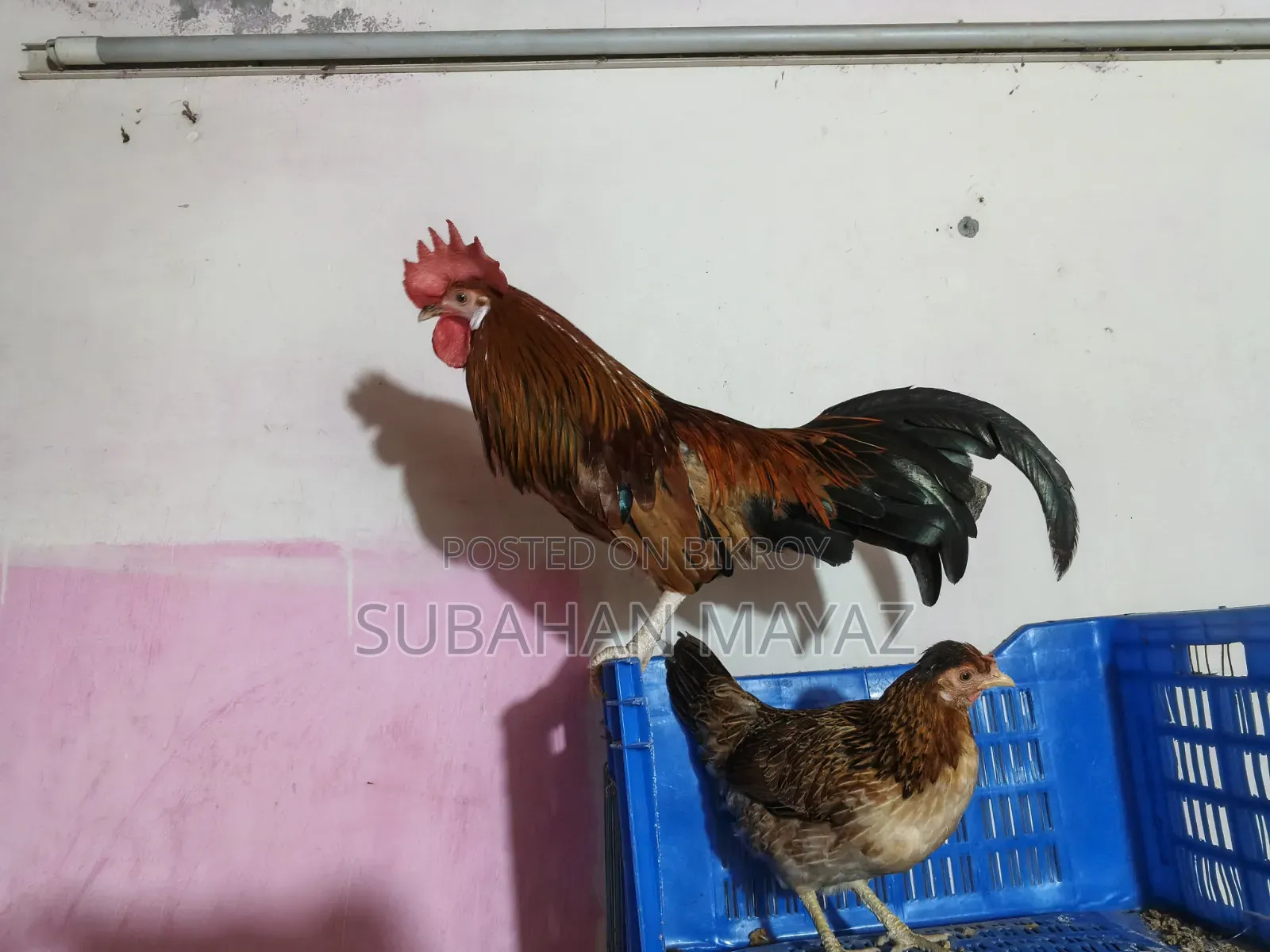 Male and Female