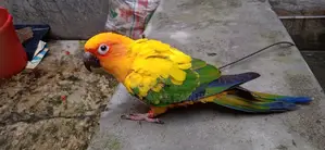 Full Tame Sunconur 1pcs Yellow Dominant Urgent Sell