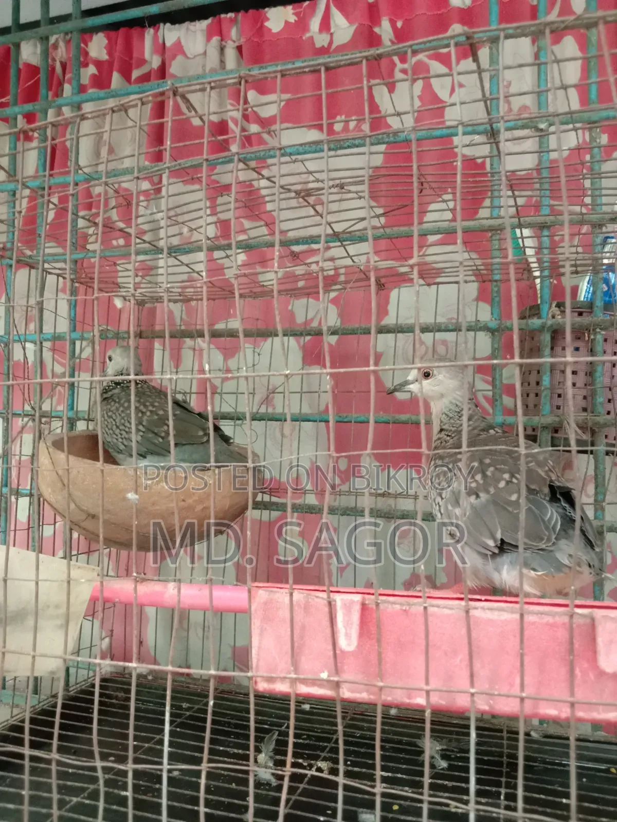 ঘুঘু পাখি নবীন জোড়া