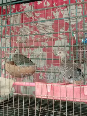ঘুঘু পাখি নবীন জোড়া