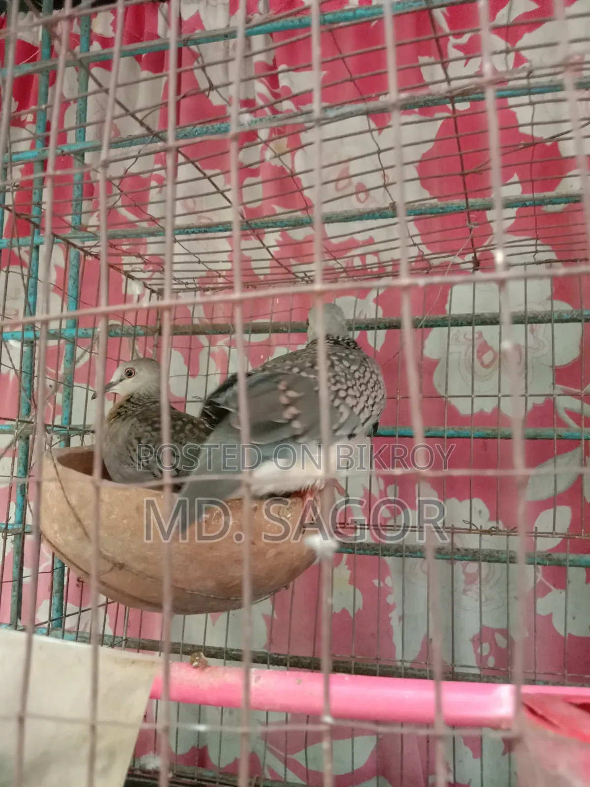 ঘুঘু পাখি নবীন জোড়া