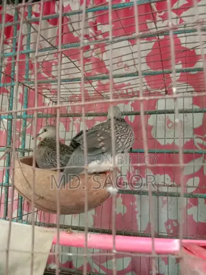 ঘুঘু পাখি নবীন জোড়া