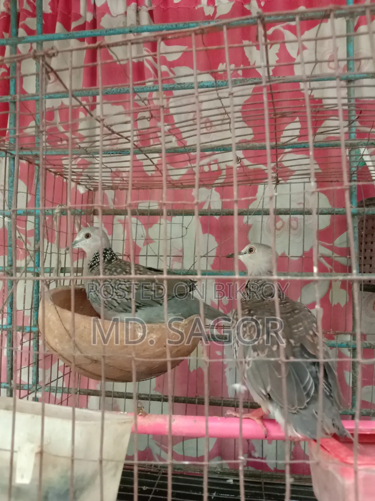 ঘুঘু পাখি নবীন জোড়া