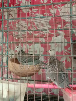 ঘুঘু পাখি নবীন জোড়া