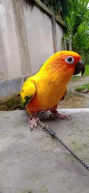 Full Tame Sunconur 1pcs Yellow Dominant Urgent Sell