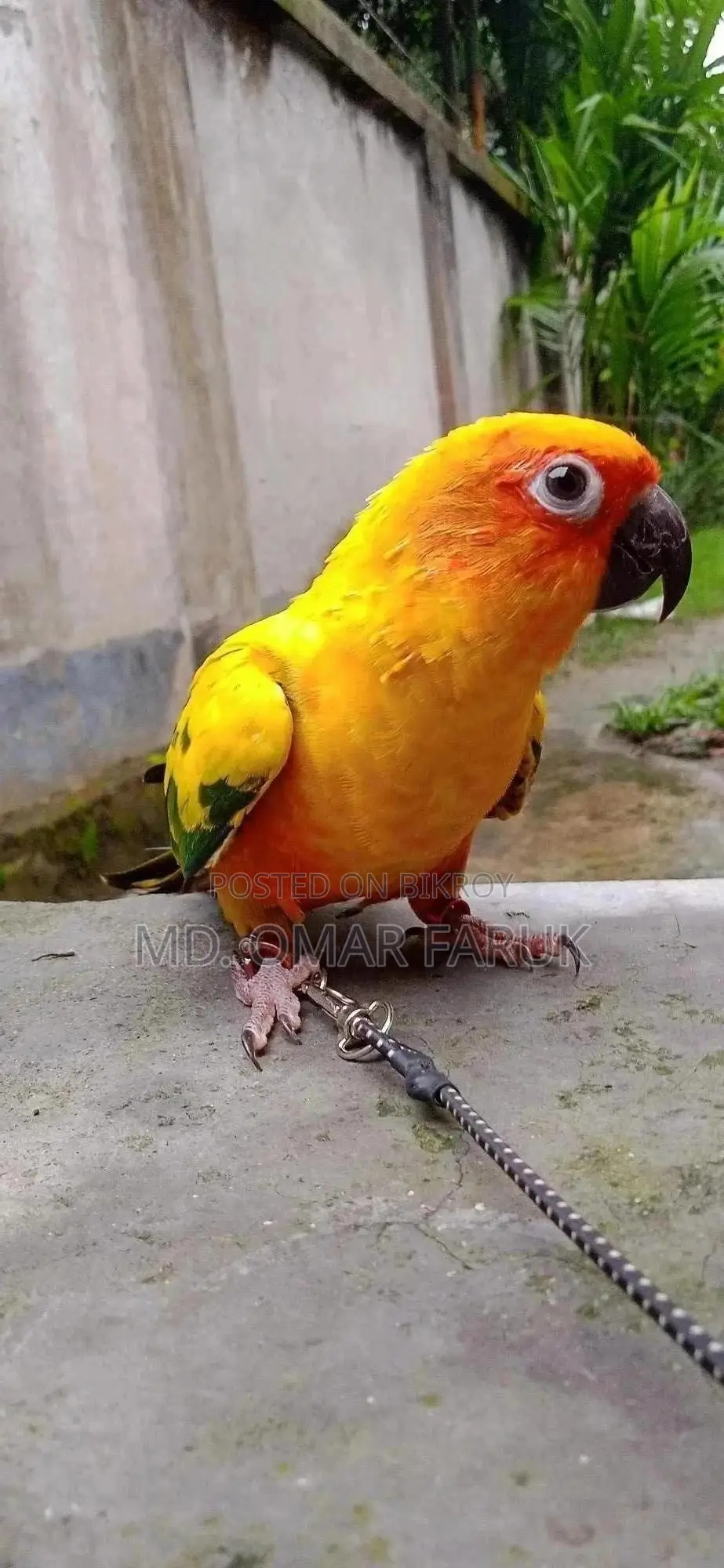 Full Tame Sunconur 1pcs Yellow Dominant Urgent Sell